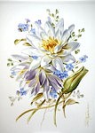 Studie Seerosen, Blumenmalerei - Petra Kugelmeier