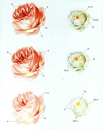 Studie Rosensteps, Blumenmalerei - Petra Kugelmeier
