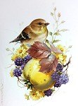 Studie Vogel und Quitte - Petra Kugelmeier
