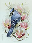 Studie Blue Jay, Vogelmalerei - Petra Kugelmeier