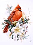 Studie Kardinal mnnlich,Vogelmalerei - Petra Kugelmeier
