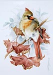 studie Kardinal weiblich,Vogelmalerei - Petra Kugelmeier