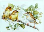 Studie Junge Cistensnger - Vogelmalerei - Porzellanmalerei Petra Kugelmeier