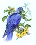 Studie Hyazinth Ara - Vogelmalerei - Porzellanmalerei Petra Kugelmeier