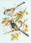 Studie Schwanzmeisen - Vogelmalerei - Porzellanmalerei Petra Kugelmeier