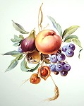 studie - Frchtemalerei - Petra Kugelmeier Porzellanmalerei