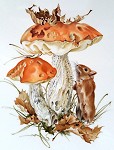 Studie Maus mit Pilz - Petra Kugelmeier Porzellanmalerei