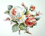 Studie Weisse Rosen, Blumenmalerei - Petra Kugelmeier